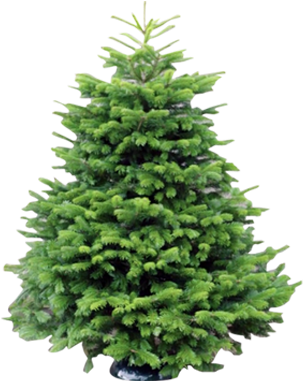 ”british - Fern File Png (353x380), Png Download