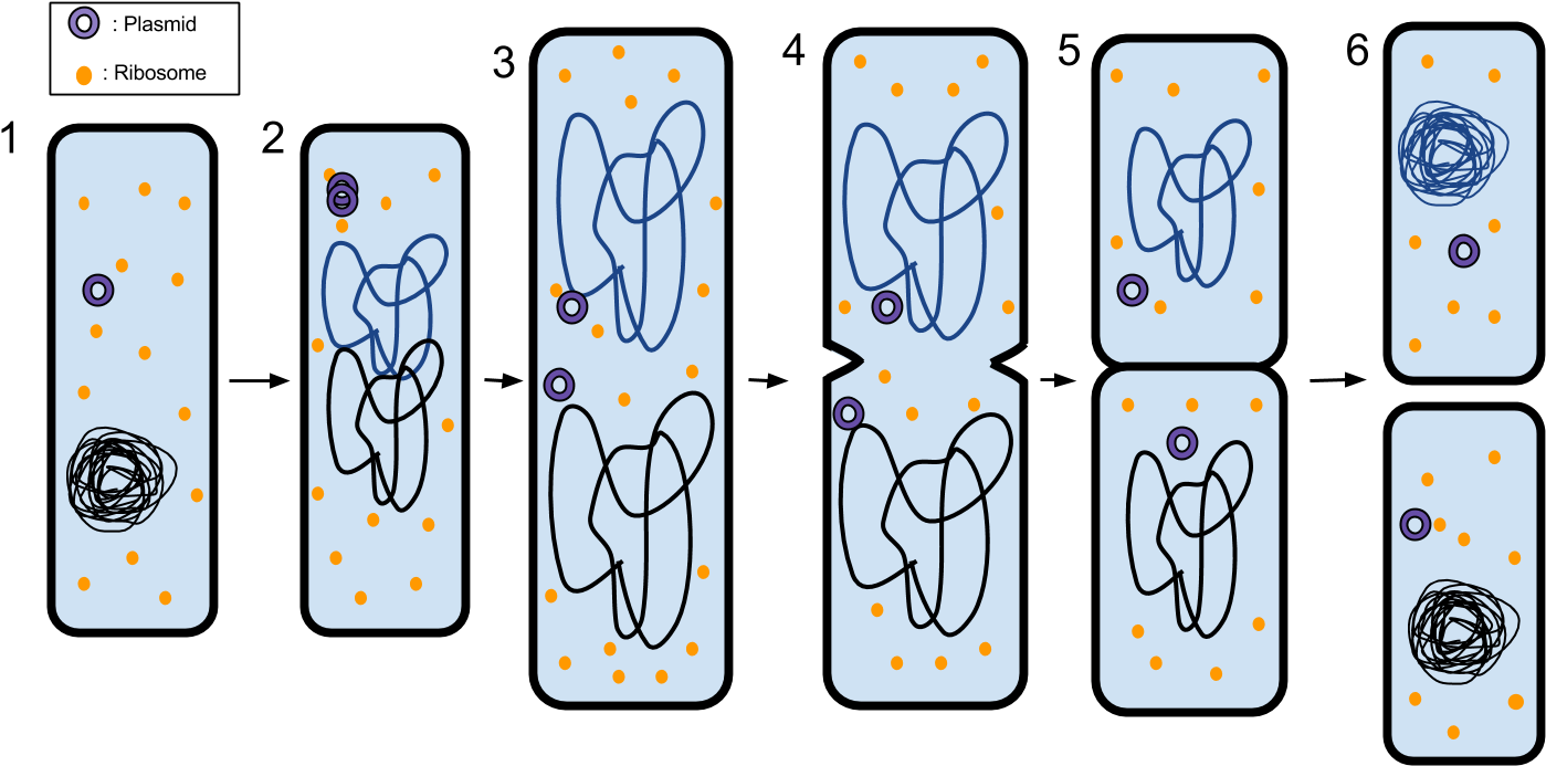 Download Binary Fission 6 Steps Of Binary Fission PNG Image with No