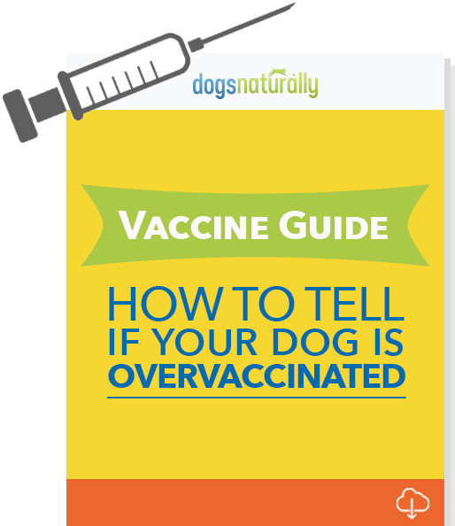 Controversial Free Report Reveals - Kennel Cough Vaccination (604x621), Png Download