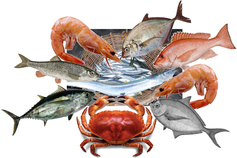 Chesapeake Blue Crab (800x534), Png Download