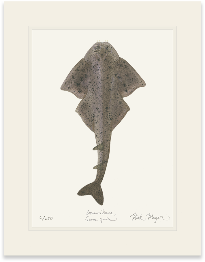 Angel Shark - Trout (862x1023), Png Download