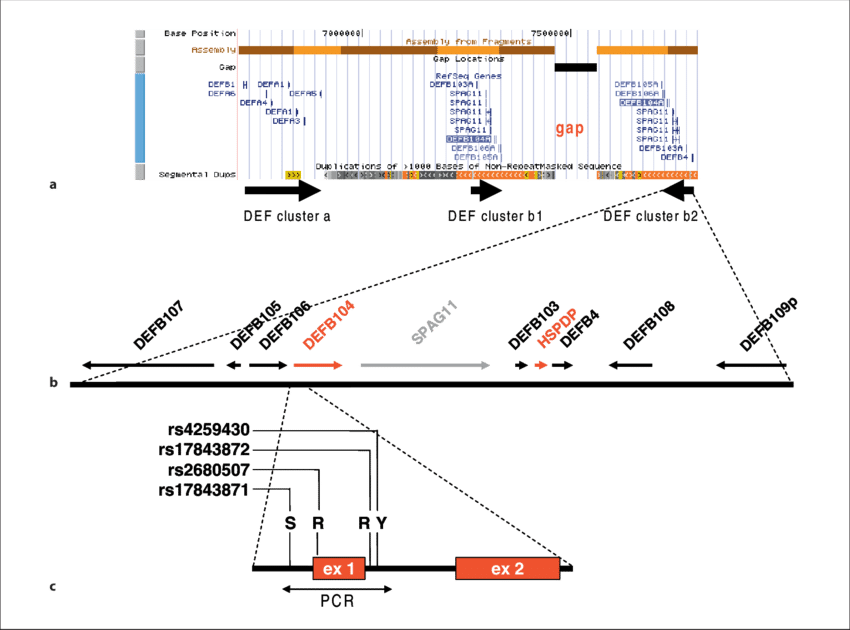 Human Def Gene Locus At 8p23 - Genome (850x630), Png Download