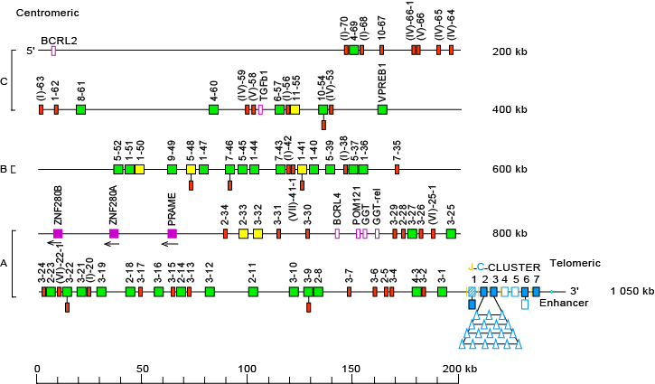 Locus Representation Human Igl - Gene (725x425), Png Download