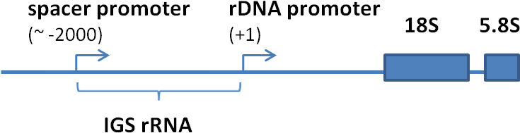 Structural Organization Of The 5'-terminal Oart Of - Diagram (792x226), Png Download