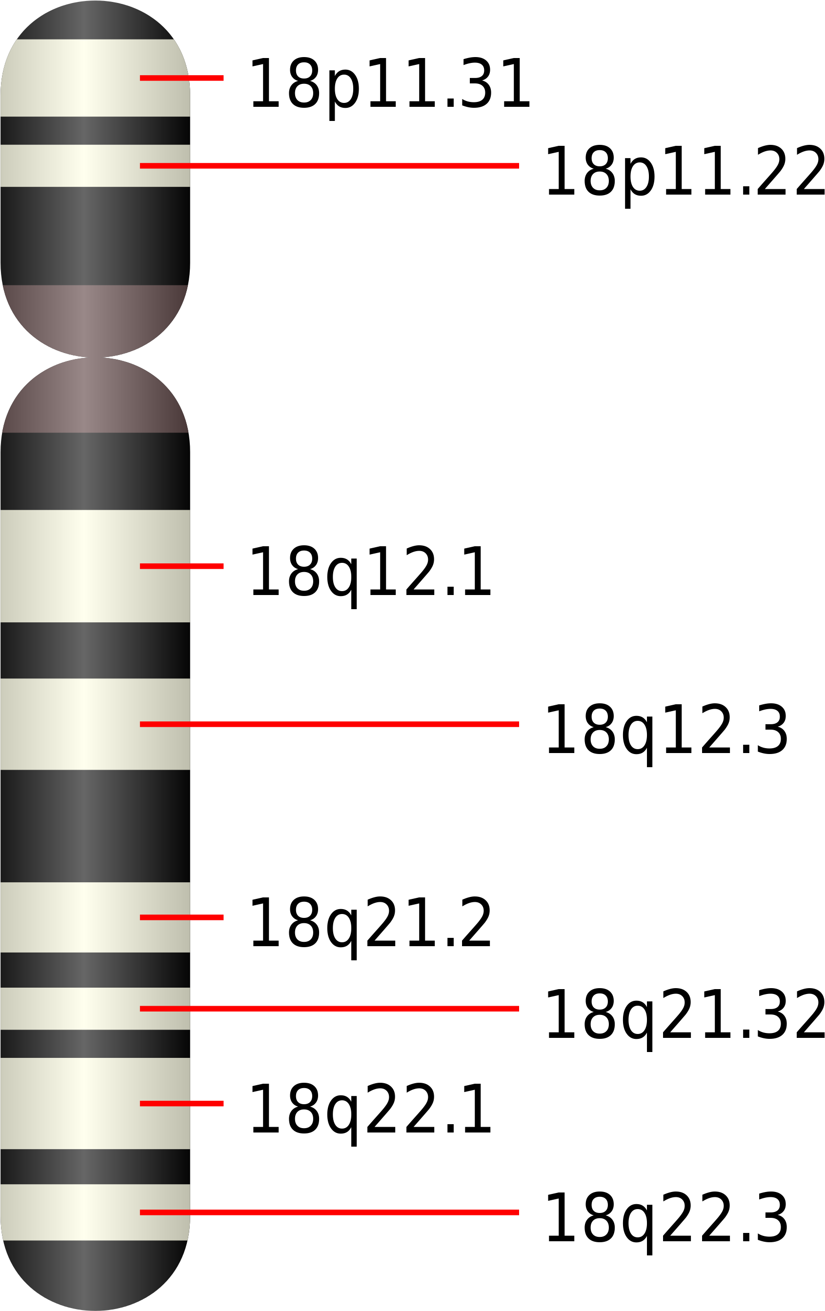 The Smad 4 Gene Is Located On The Long Arm Of The Chromosome, - Chromosome 18 Gene Map (2000x2869), Png Download