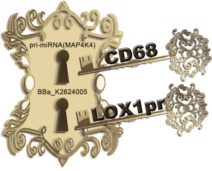 Ath29 Is A Major Atherosclerosis Susceptibility Locus - Emblem (989x556), Png Download