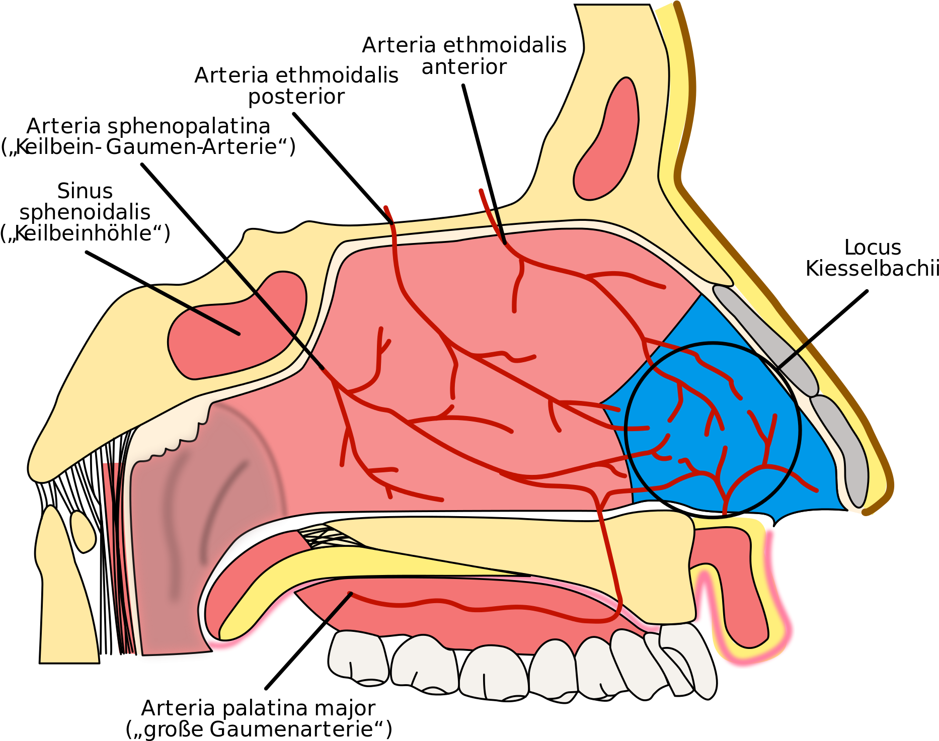 Open - Irrigacion De La Nariz (2000x1551), Png Download