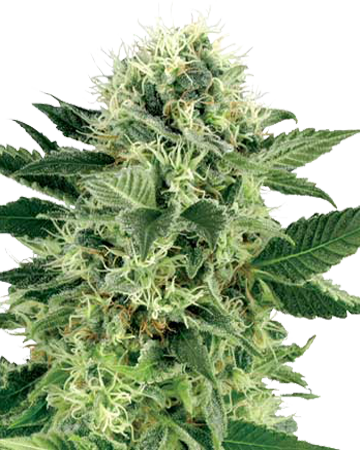 Growers Choice Northern Lights Auto (360x450), Png Download