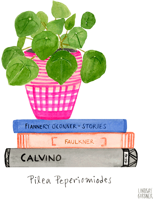 "pilea Peperiodmiodes" Watercolor Painting By Lindsay - Watercolor Painting (576x768), Png Download