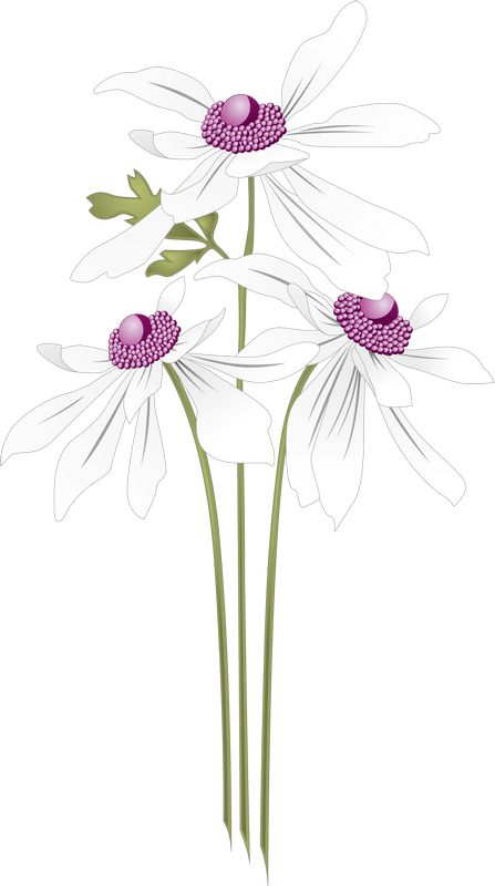 Download 花边素材png Image With No Background Pngkey Com