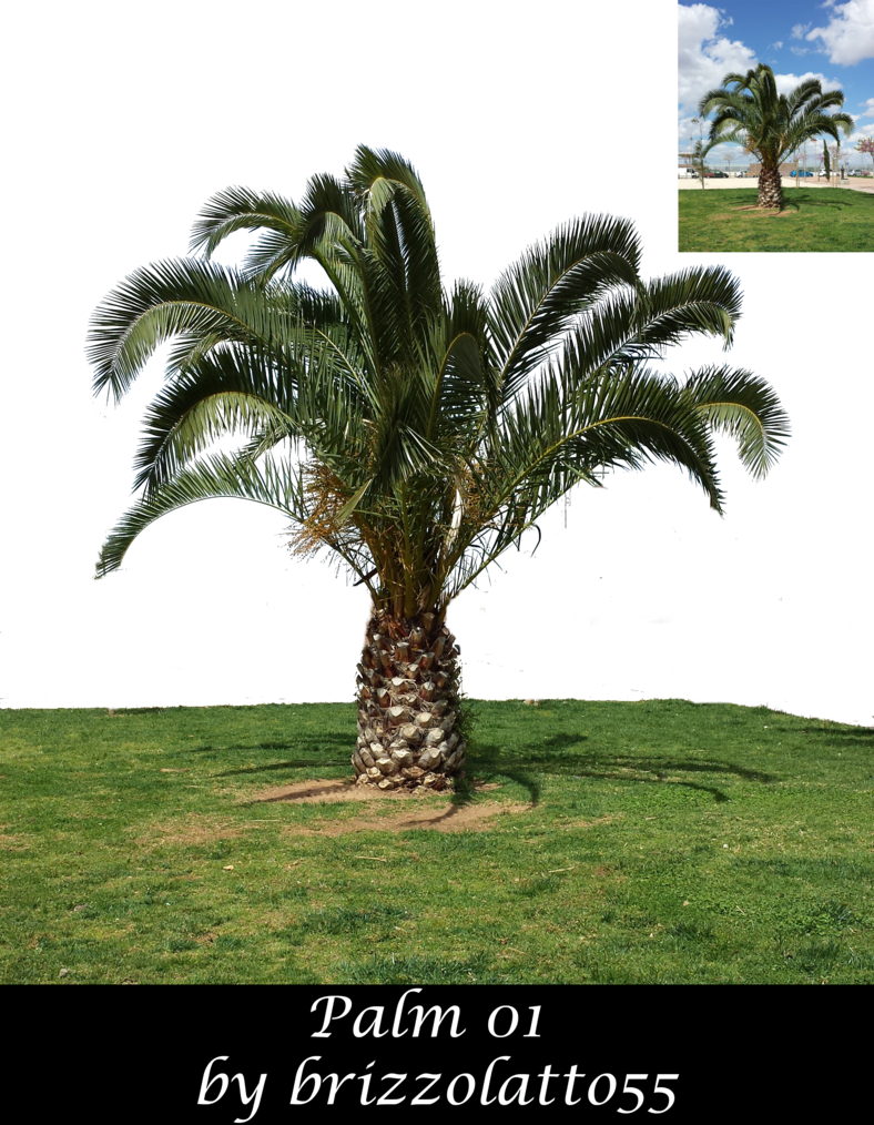 Stock Png Cut-out From An Original Photograph Taken - Attalea Speciosa (788x1014), Png Download