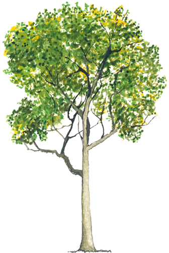 Platanus Hybrida - Platanus Hispanica Png (750x502), Png Download