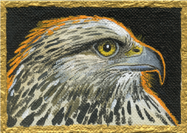 An Orange Backlit Halo Surrounds This Hawk Head As - Golden Eagle (600x600), Png Download