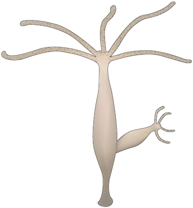 201208 Hydra - Cnidarios Hidra Desenho (425x488), Png Download