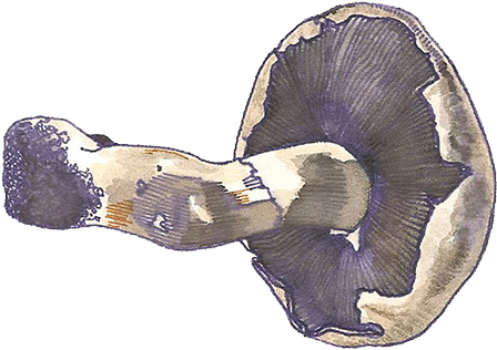 Dumpster Diving - Mushroom (594x408), Png Download