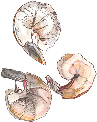 They Say That Beggars Can't Be Choosers - Shrimp (436x463), Png Download