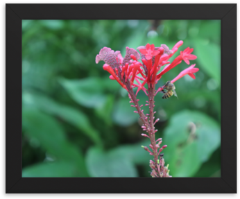 Picture An Out Of Focus Background Filled With Lush, - Canna Lily (500x500), Png Download