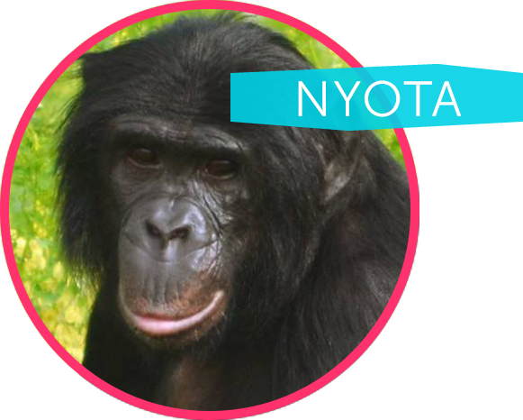 Nyota Is Our Most Thoughtful And Gentle Ape - Common Chimpanzee (581x466), Png Download