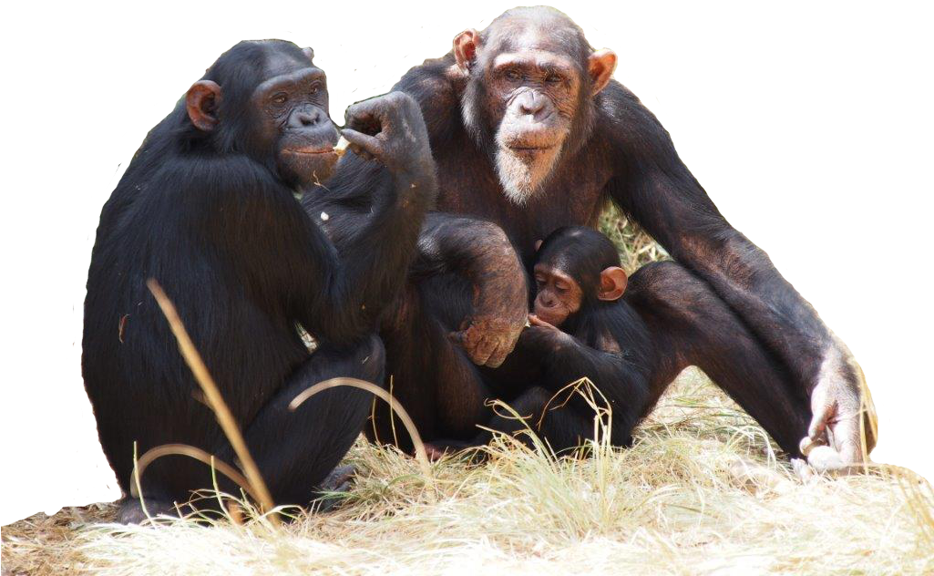 Do Apes Deserve Human Rights - Chimpanzee Transparent Png (1024x768), Png Download