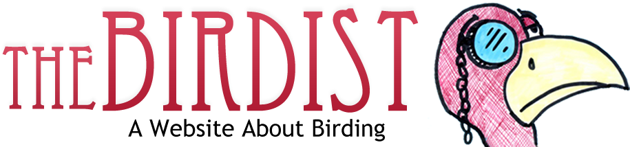 The Birdist - Birds On My Porch (1030x278), Png Download