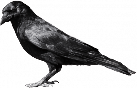 Admin Page - Crow Png (450x290), Png Download