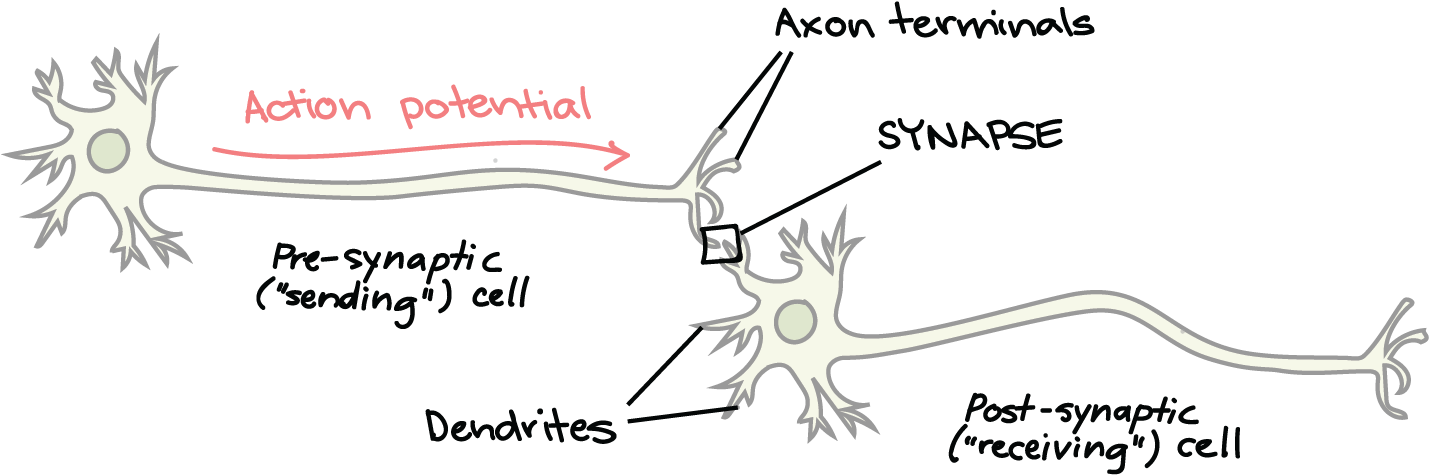 B - Cbd Neurotransmitter (1453x494), Png Download