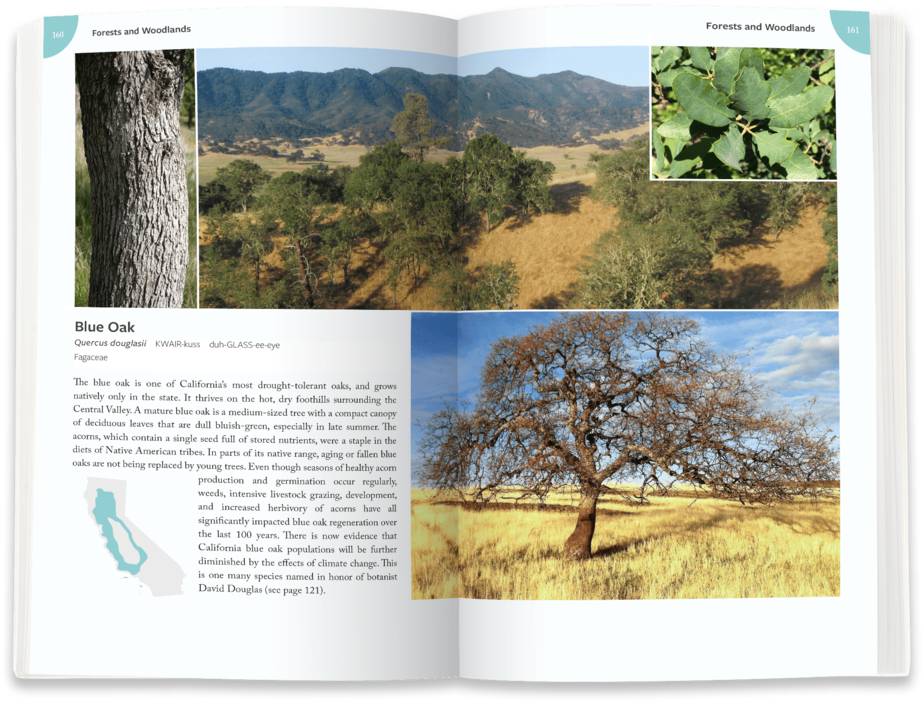 Blue Oak - Portable Network Graphics (1000x763), Png Download