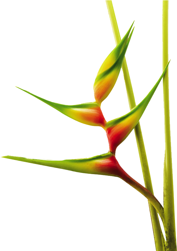 Exotic Flowers, Tropical Flowers, Jungle Flowers, Colombia, - Heliconias Png (870x864), Png Download