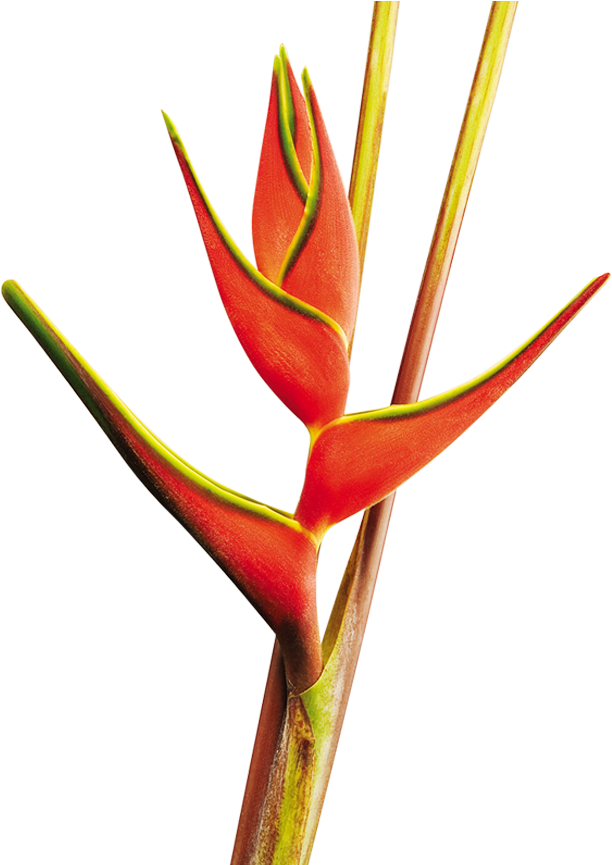 Heliconia Orthotricha Red - Lobster-claws (870x864), Png Download