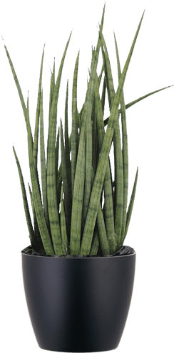 Low Light Plants - Sansevieria Cylindrica Plant (500x500), Png Download