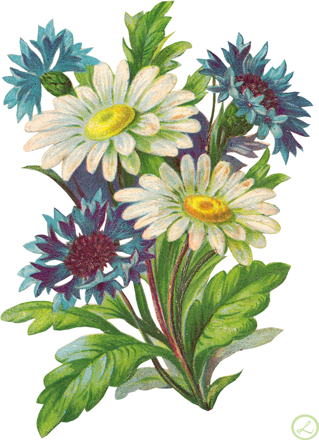 Pin By Peikita On Mixx - 3drose Bouquet Of White Daisies And Blue Bachelor Buttons (1100x1489), Png Download