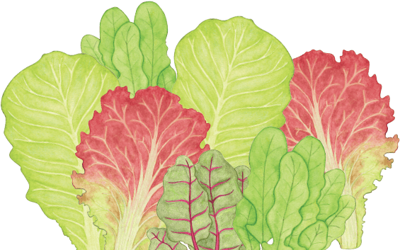 Lettuce Drawing Png - Lettuce (566x392), Png Download