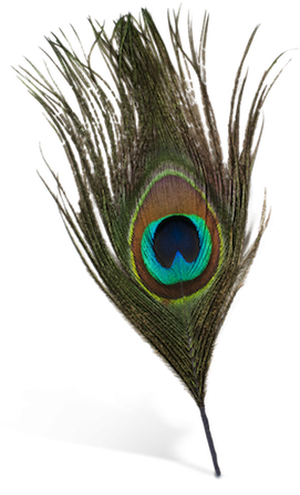 Peacock Feather Silhouette Png Download - Png Format Peacock Feather Png (500x500), Png Download