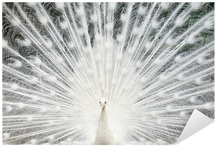 Majority Says Vinyl Record (400x400), Png Download