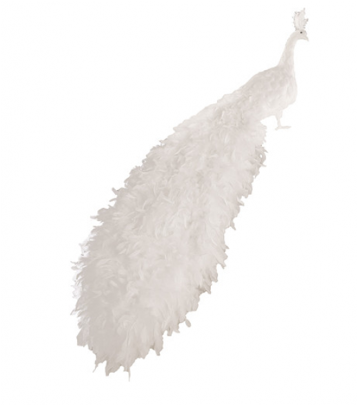 Single Peacock Feathers Png Hd Download - Peafowl (940x587), Png Download