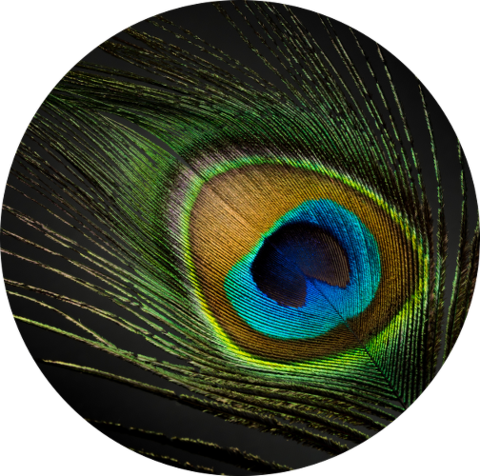 Peacock - Feather (480x476), Png Download