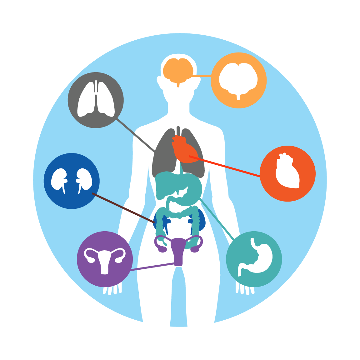 How Ipl Works (1152x1152), Png Download