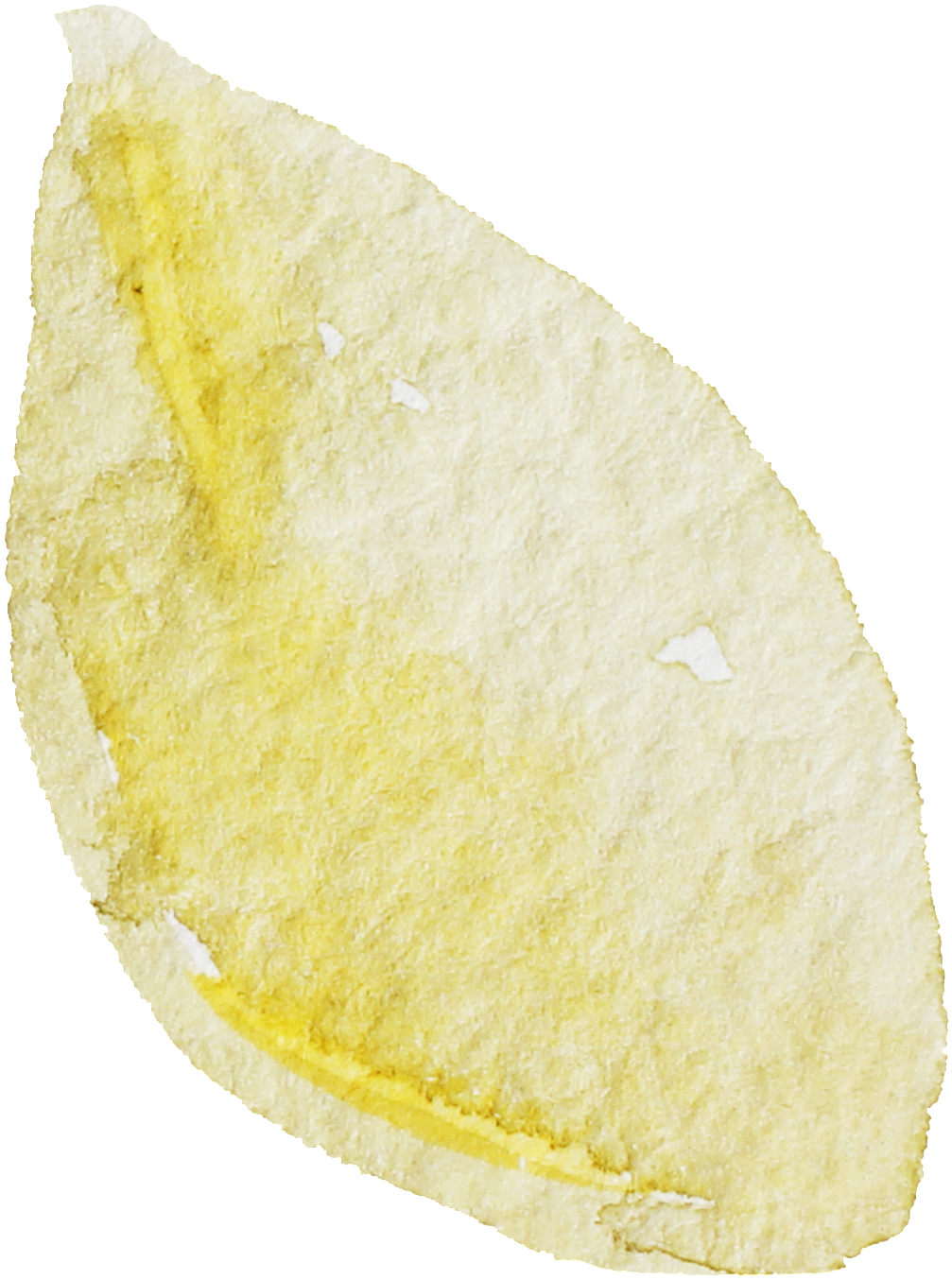 Water Yellow Leaf Cartoon Transparent - Fruit (1024x1382), Png Download