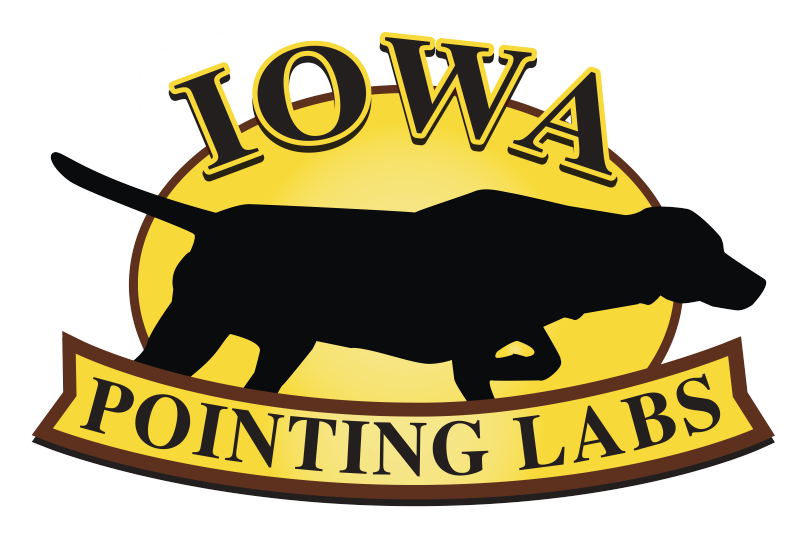 Ipl - Iowa Pointing Labs (806x539), Png Download