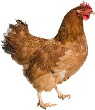 Live Chicken (395x400), Png Download