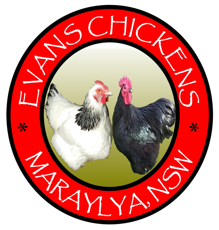 Evans Chickens Photos Backyard Chickens For Sale Sydney - Ebook Americans From Africa: Slavery And Its Aftermath (746x783), Png Download