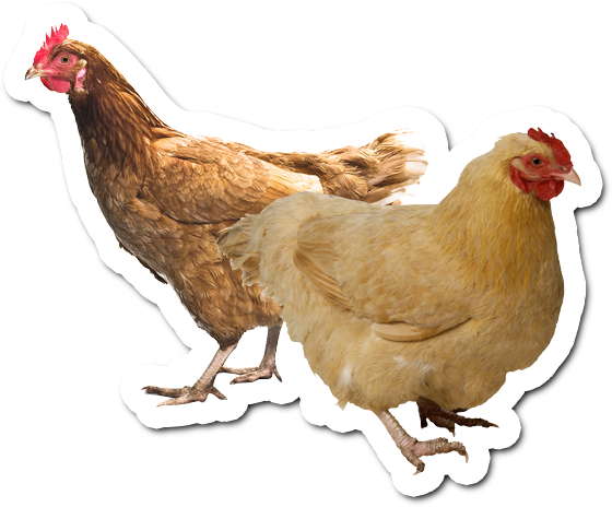 Who Are Chicken 'n Things - Oriental Trading Company Realistic Rooster &amp; (560x464), Png Download