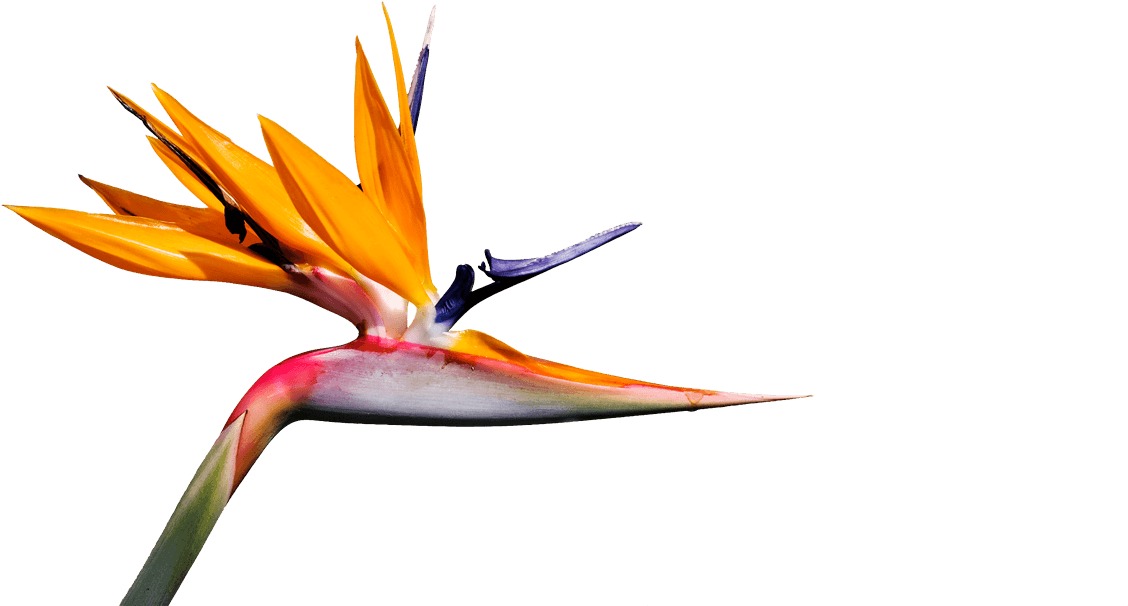 Egzote Creative Web Design Agency Egzote Creative Web - Bird Of Paradise Png (1294x656), Png Download