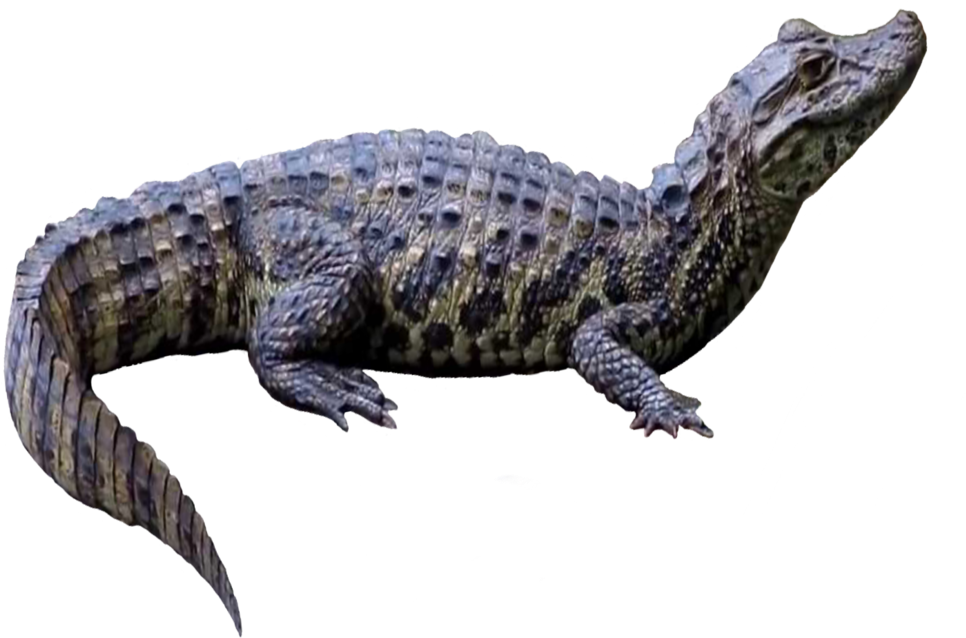 Latirostris2 - Portable Network Graphics (1000x710), Png Download