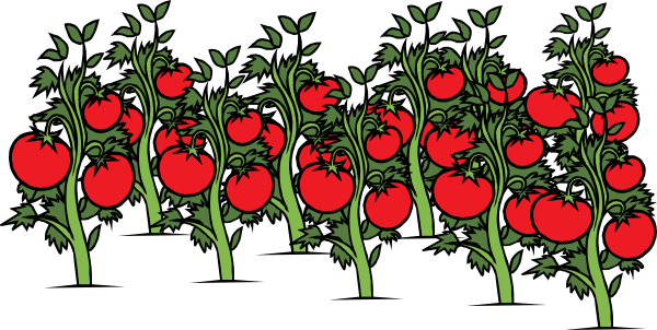 Clip Arts Related To - Tomato Plant Clipart (600x302), Png Download