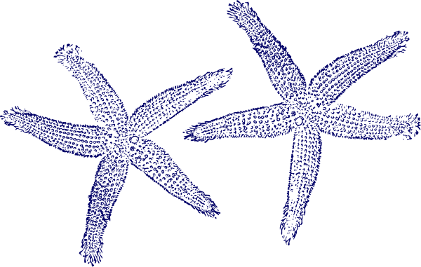 Navy Blue Twin Starfish Clip Art At Clker - Navy Blue Starfish Clipart (600x381), Png Download