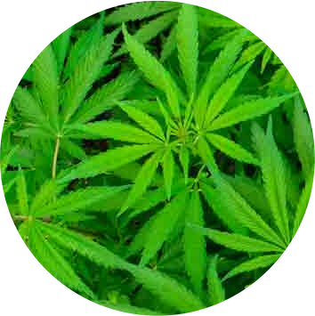 Now, It Is More Than Possible To Fill Out A Recreational - Cannabis (354x355), Png Download