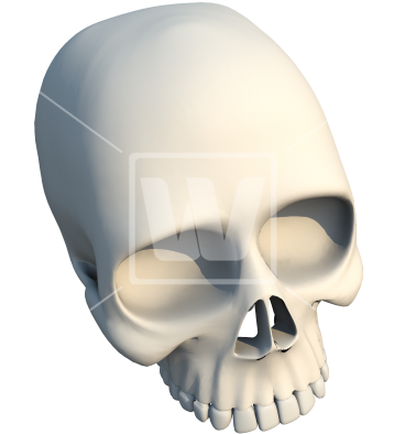 3d Skull Bone - Skull (367x550), Png Download