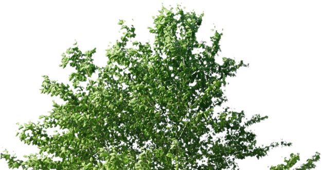 American Holly (626x332), Png Download