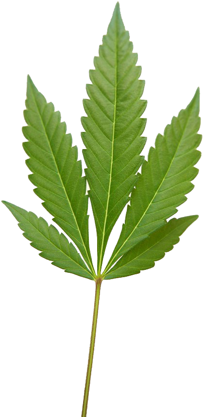 Marijuana Weed Png Image - Marujwana (598x900), Png Download